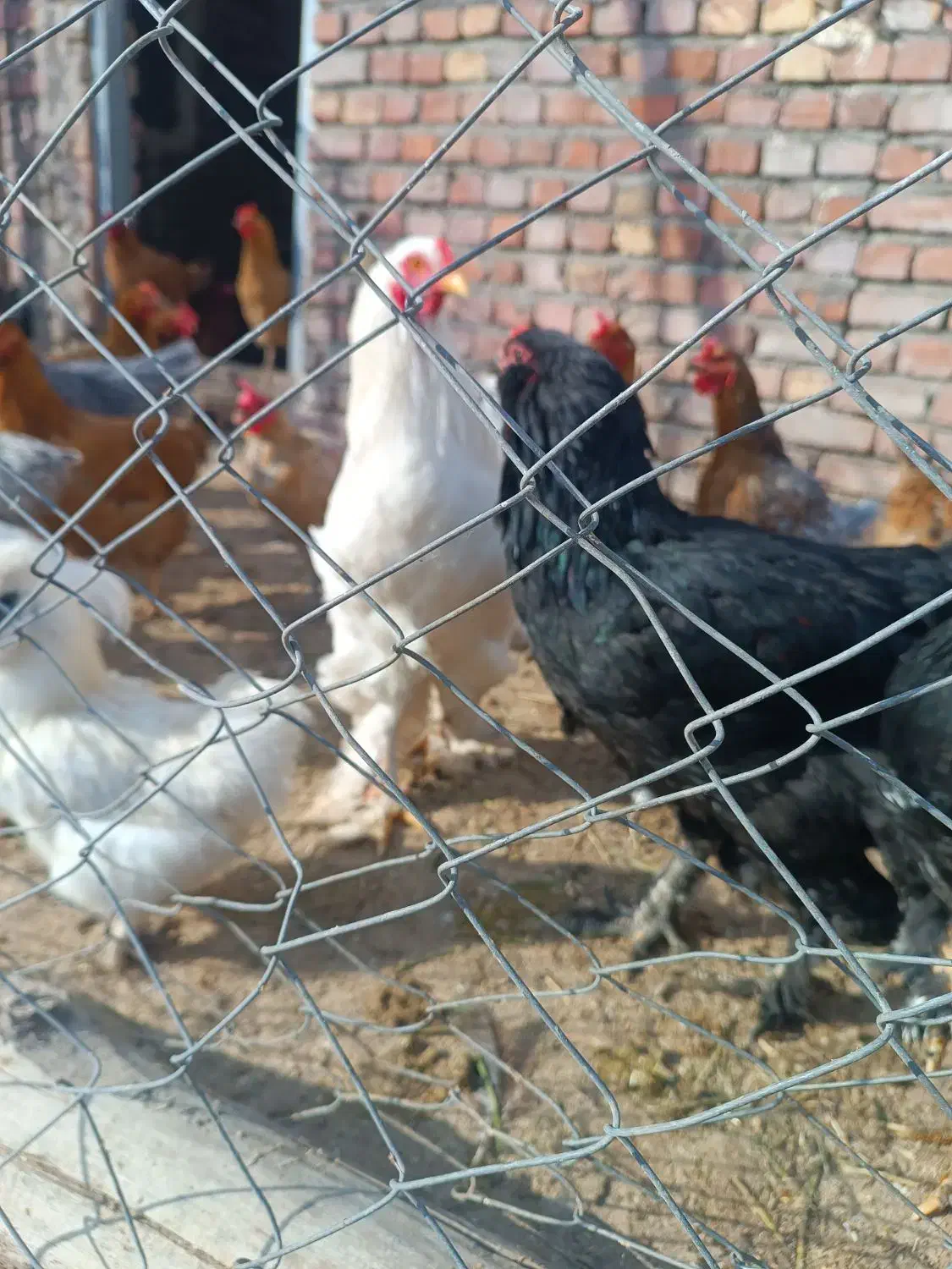 خروس برای کشتار|حیوانات مزرعه|میانه, |دیوار