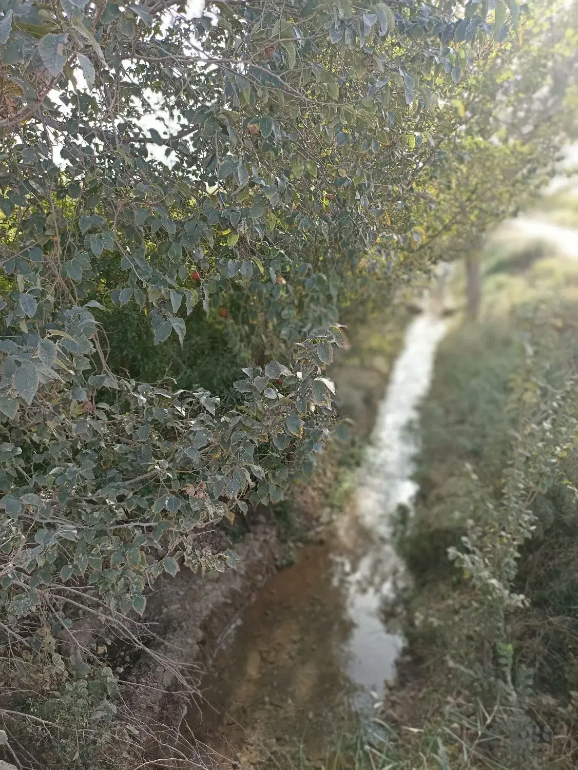 باغ انار|فروش زمین و ملک کلنگی|سلفچگان, |دیوار