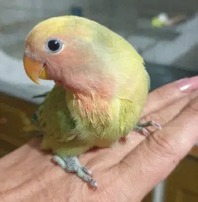 دوتا طوطی برزیلی اوپال ،اهلی|پرنده|ارومیه, |دیوار