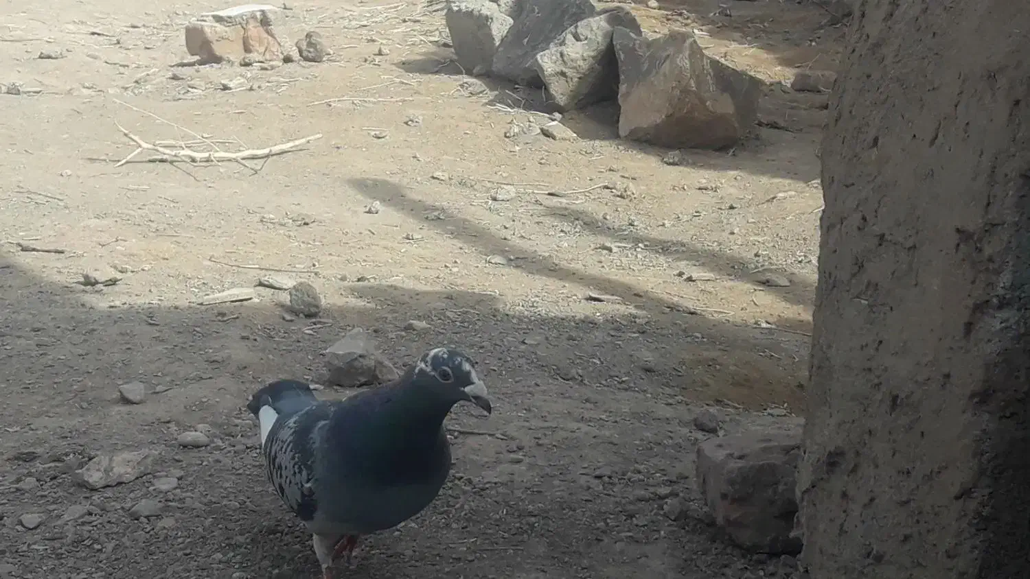 کفتر مسافتی|پرنده|سربیشه, |دیوار