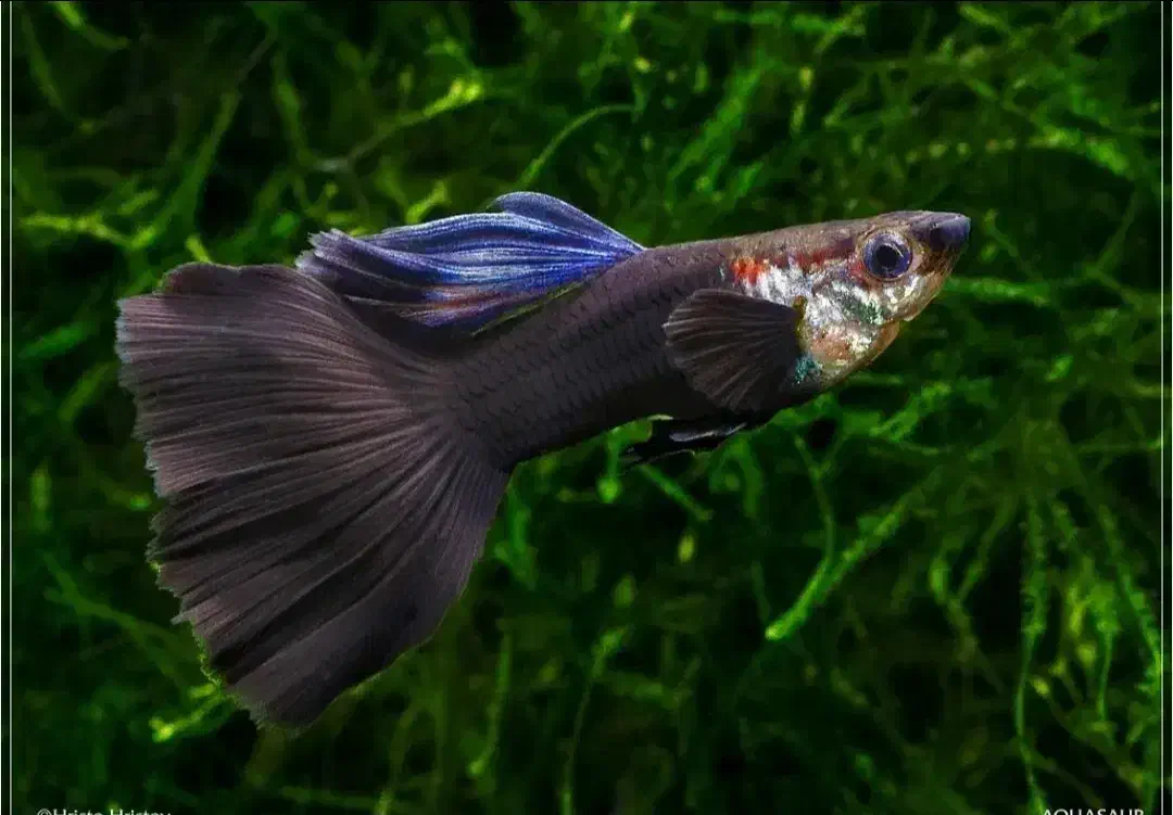 ماهی گوپی مولد.|ماهی|مبارکه, |دیوار