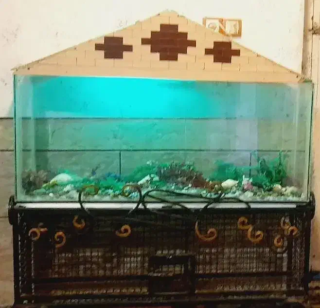 اکواریوم|ماهی|خرمشهر, |دیوار