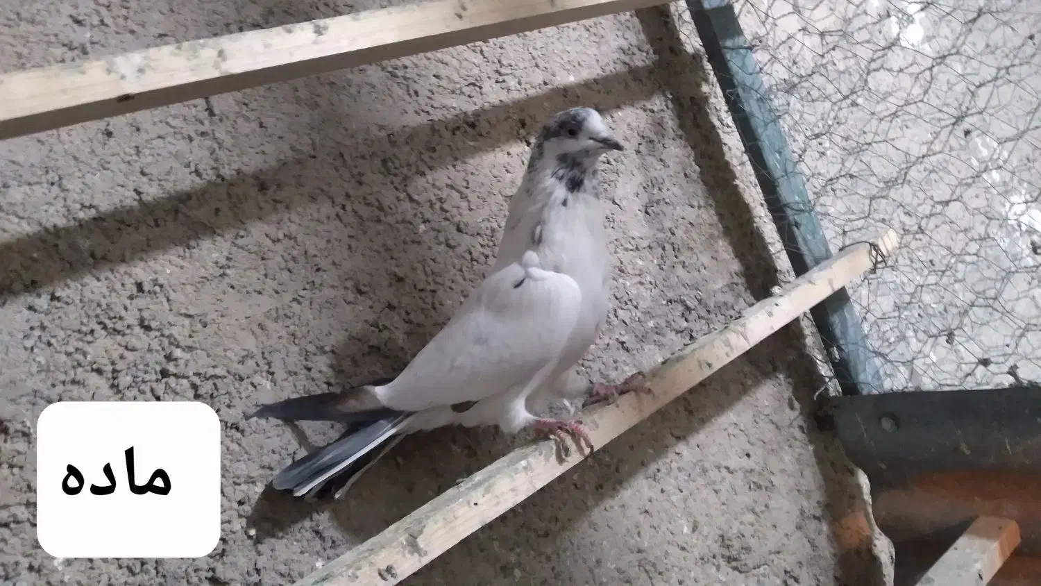 کفتر ماده|پرنده|شاهدشهر, |دیوار