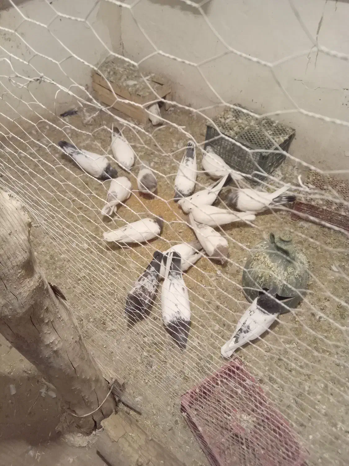 کبوتر کله دار|پرنده|کبودرآهنگ, |دیوار