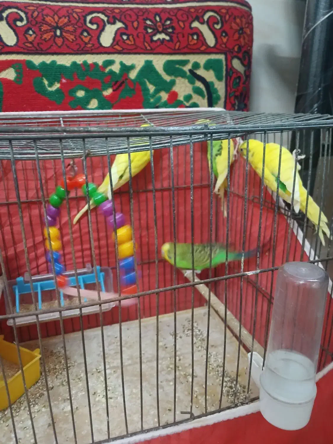 چهارتا مرغ عشق|پرنده|قم, شاه ابراهیم|دیوار