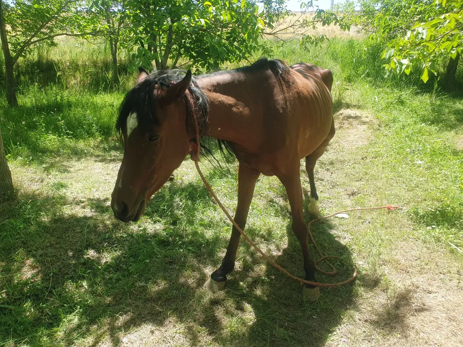 اسب|اسب و تجهیزات اسبسواری|شازند, |دیوار