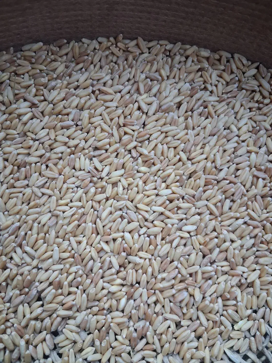 بزگندم دیم درجه یک|عمده‌فروشی|فیروزآباد (لرستان), |دیوار