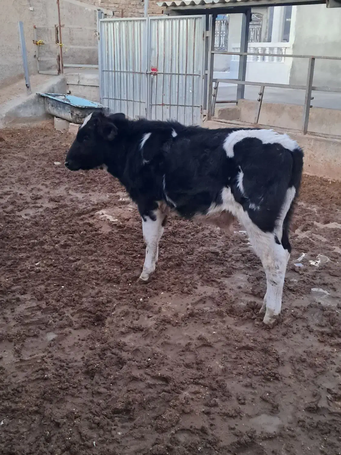 ۱راس گوساله نر هولشتاین خالص.|حیوانات مزرعه|طسوج, |دیوار