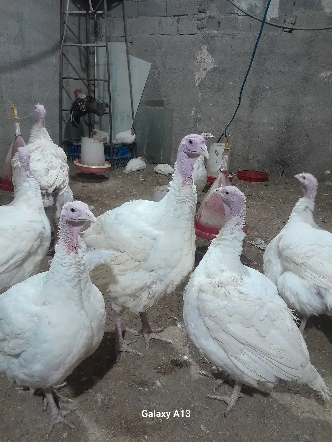 بوقلمون گوشتی|حیوانات مزرعه|محمدشهر, علی آباد گونه|دیوار