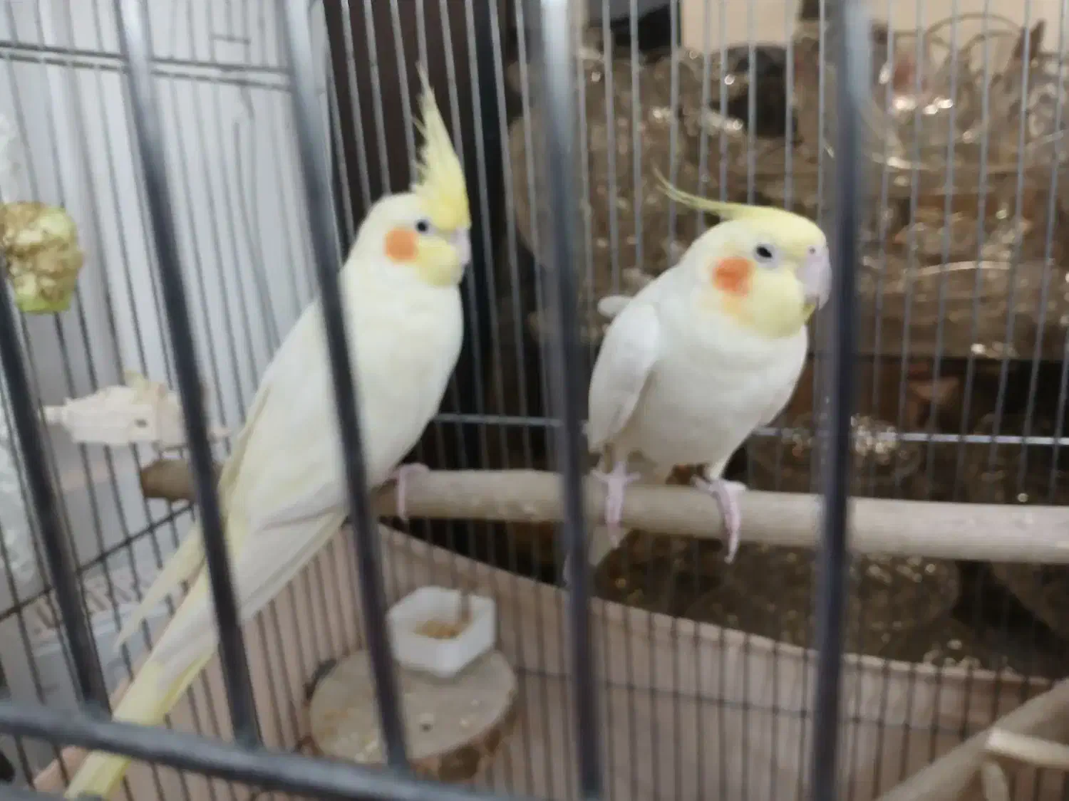 عروس هلندی مولد|پرنده|تهران, خواجه نظام الملک|دیوار