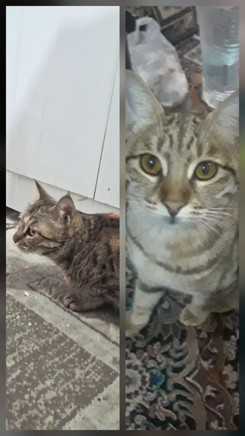 گمشده|گربه|مشهد, ایثار|دیوار