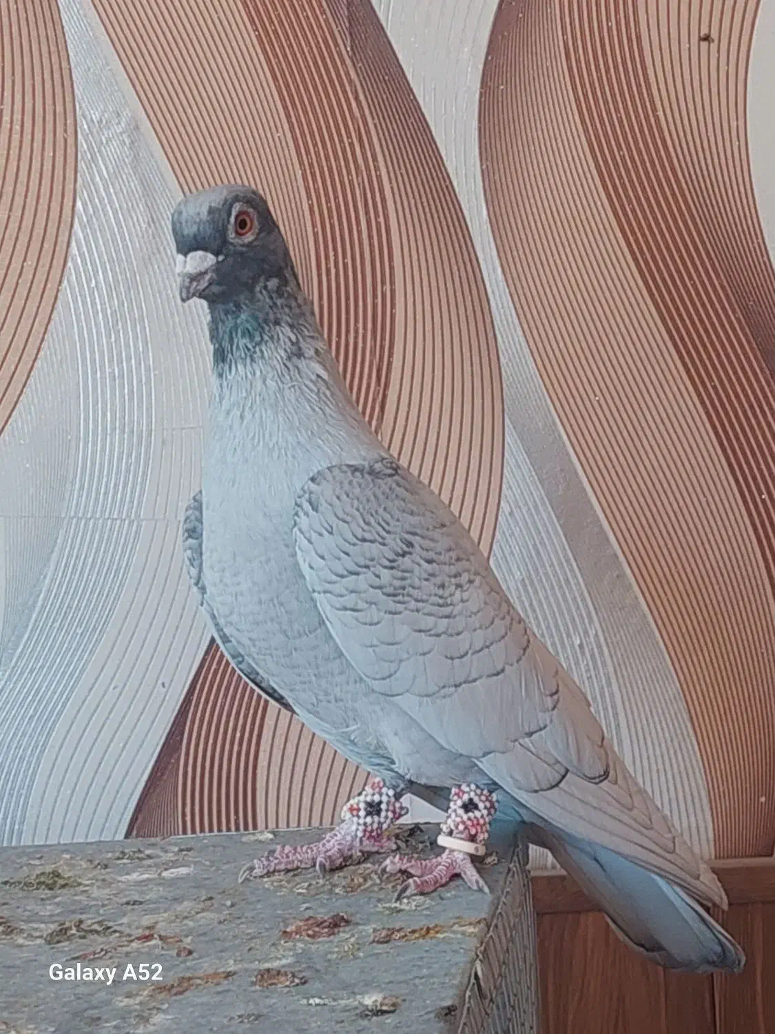 کبوتر هوایی|پرنده|سیدان, |دیوار