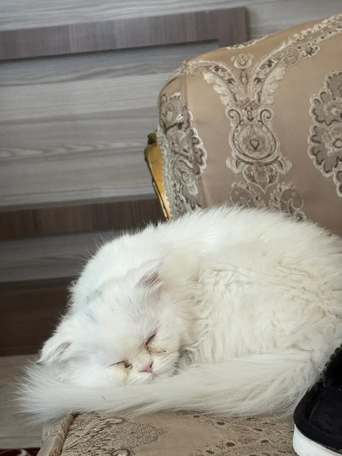 گربه اسکاتیش پرشین|گربه|تبریز, |دیوار