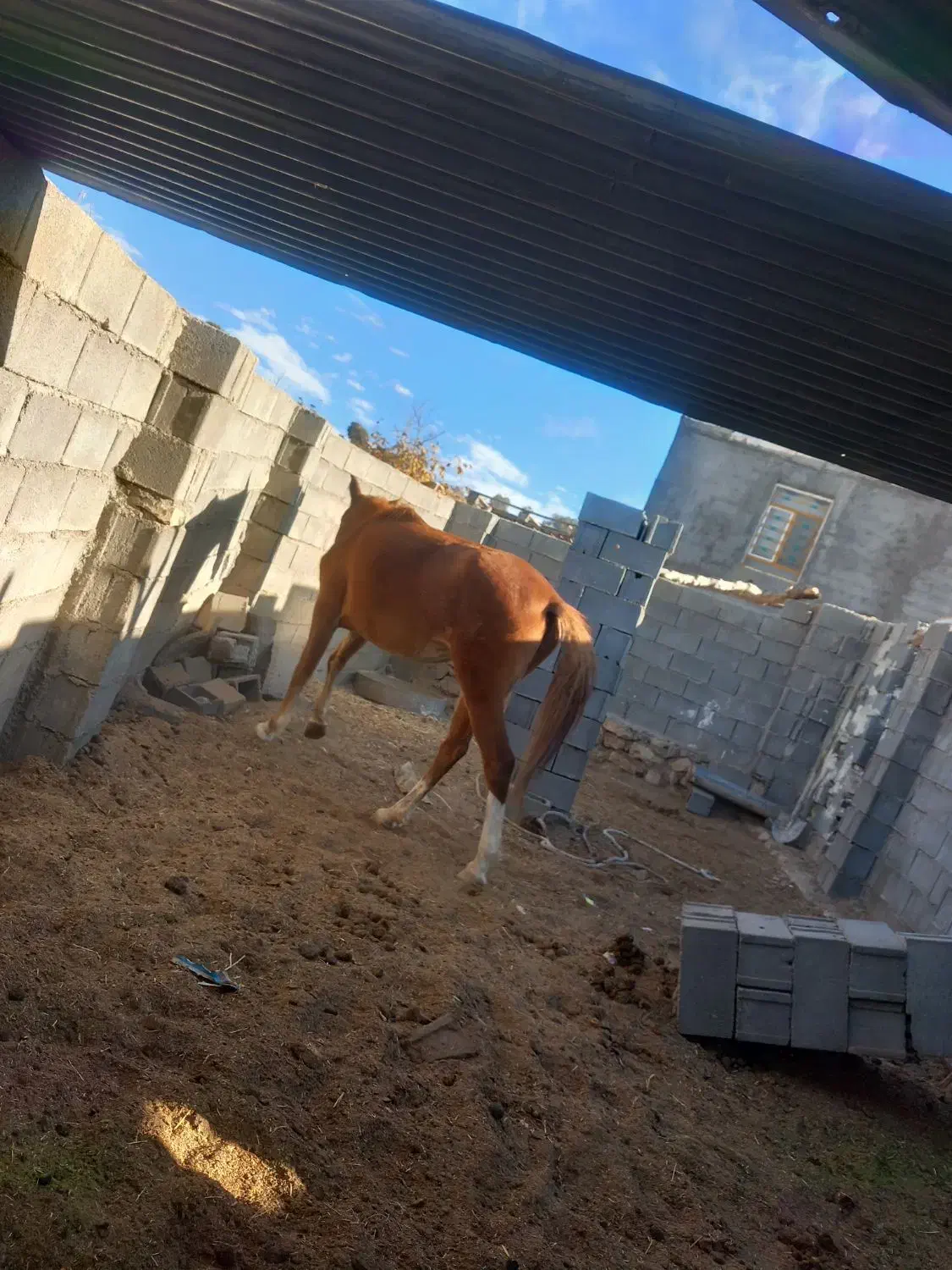 مادیون|اسب و تجهیزات اسبسواری|یاسوج, |دیوار