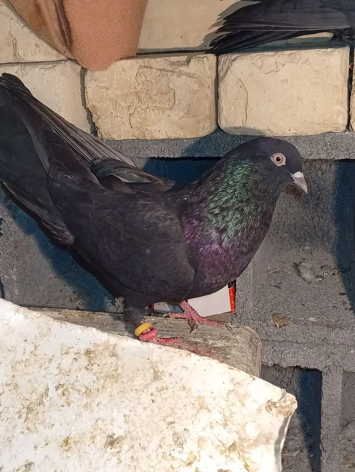 کبوتر سیاه|پرنده|شهرکرد, |دیوار