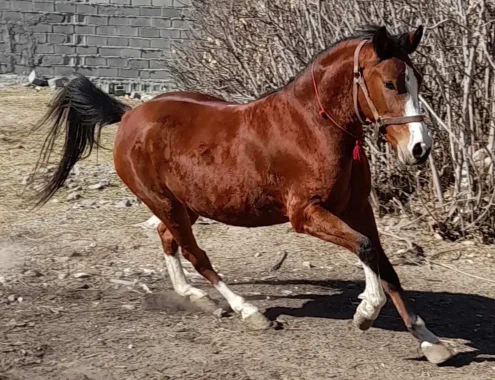 مادیان ۵ نشون،۴ قلم سفید،پیشانی سفید،سر و دم گیر|اسب و تجهیزات اسبسواری|رباطکریم, انجم آباد|دیوار