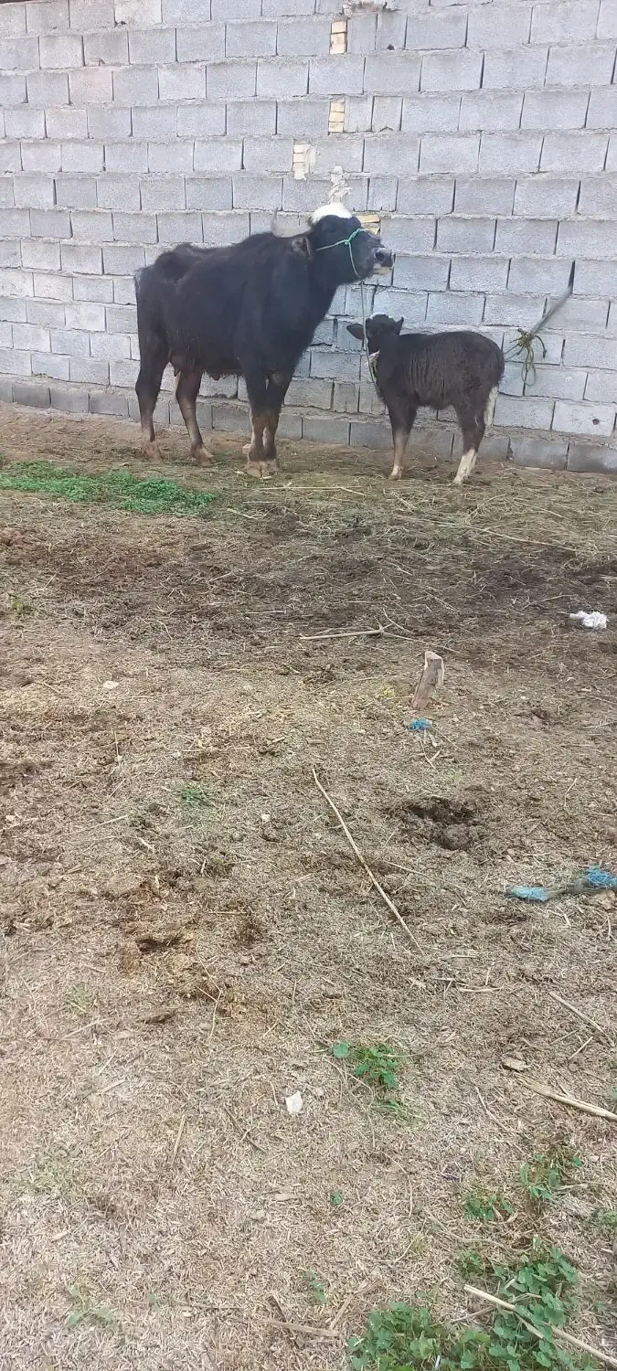 گاومیش گوساله ماده شیری|حیوانات مزرعه|اهواز, دغاغله|دیوار