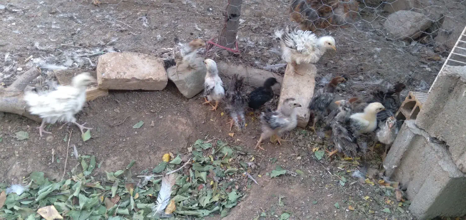 جوجه فری زیبا کمیاب قابل معاوضه|حیوانات مزرعه|جوین, |دیوار