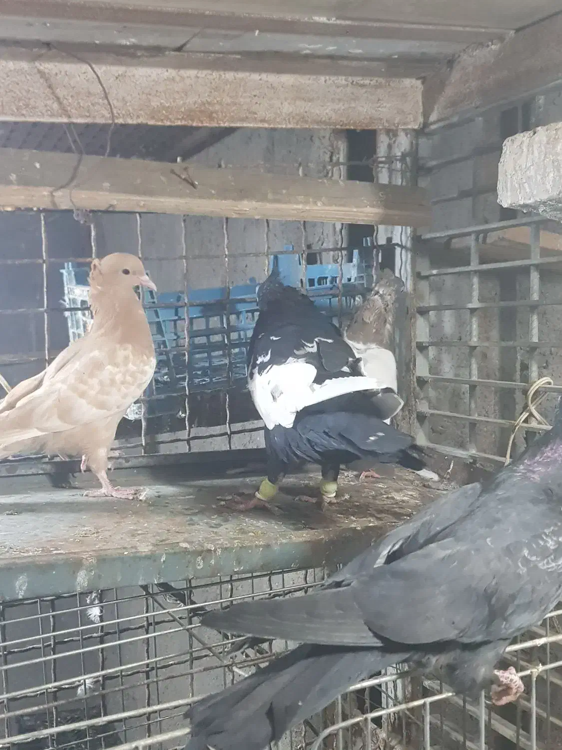 کبوتر سینه ای درشت|پرنده|اهواز, ۳۰ متری|دیوار