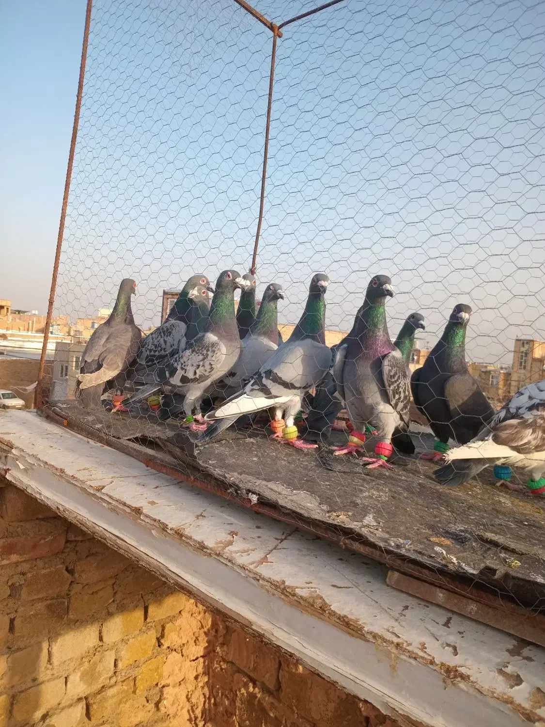 ک چق|پرنده|سبزوار, پاسداران|دیوار