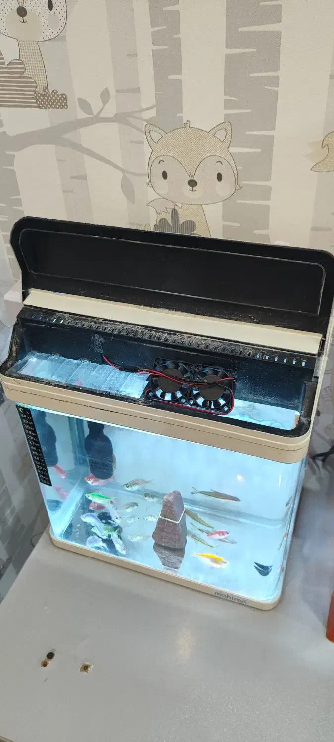 آکواریوم ماهیران سالم|ماهی|هشتگرد, فاز ۲ مهستان|دیوار