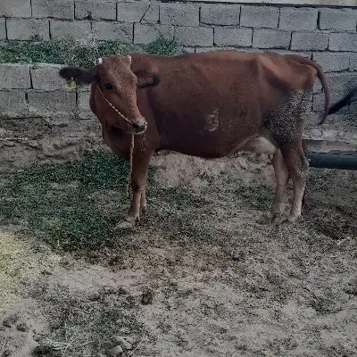 گاو گوساله|حیوانات مزرعه|بم, |دیوار