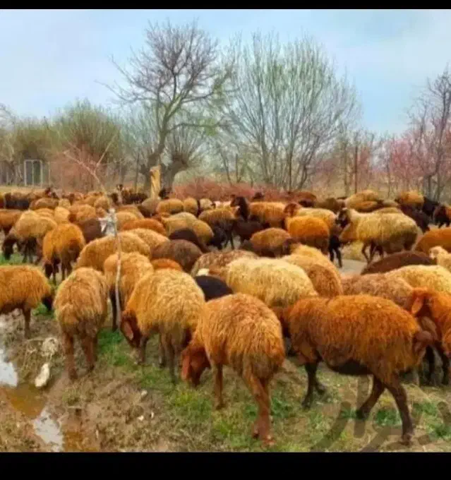 گوسفند زنده دشت صحرا از کوهای، کلات درسراسر تهران|حیوانات مزرعه|تهران, یافتآباد|دیوار