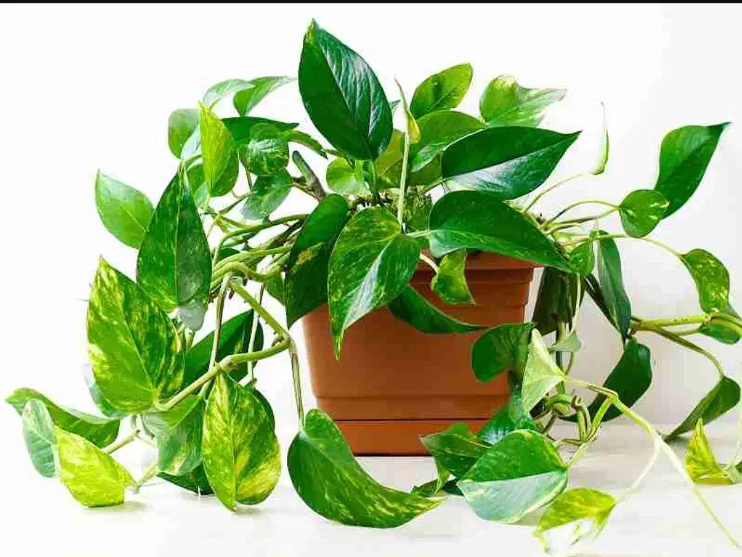 مشاوره ی تخصصی ی تولیدی گلهای آپارتمانی|خدمات پیشه و مهارت|شهریار, شهریار|دیوار