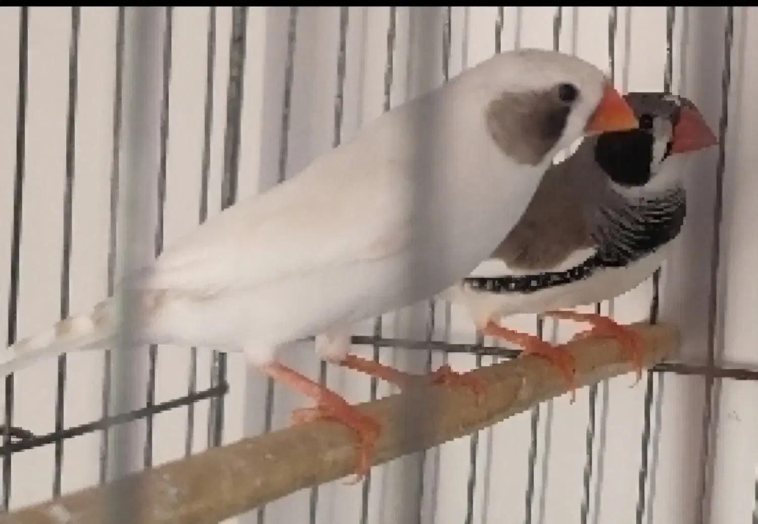 ۱جفت فنچ لپ سیاه باوسایل کامل|پرنده|شیراز, پودنک|دیوار