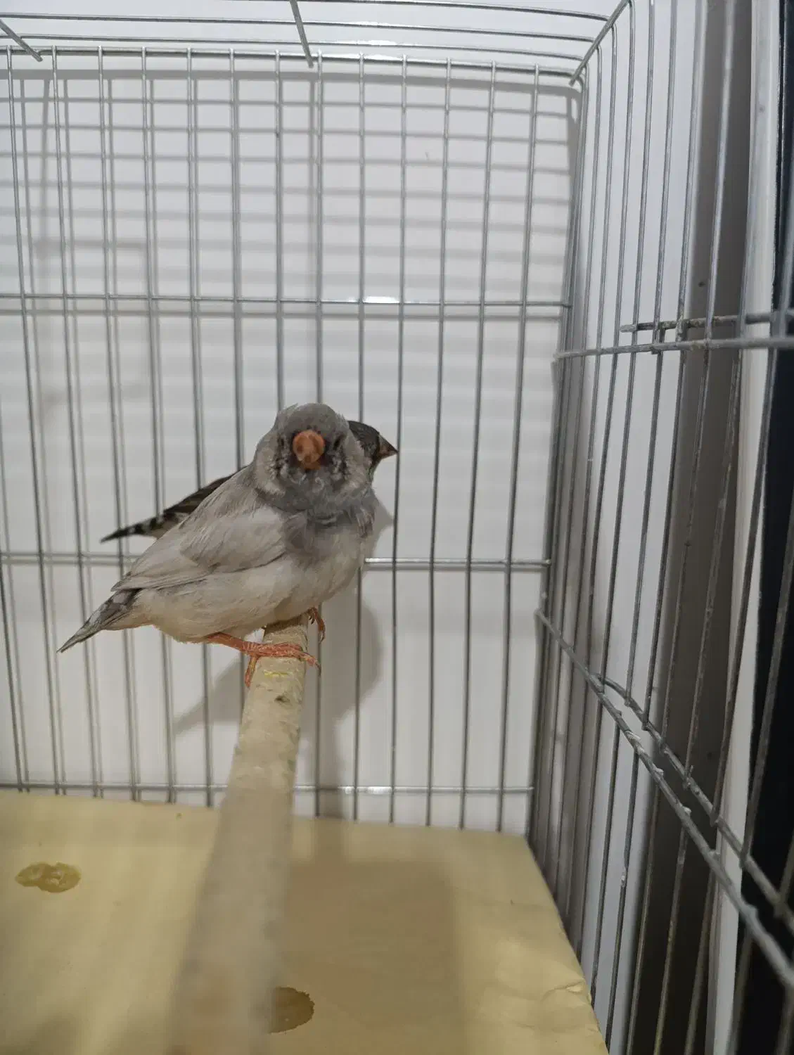 زبرا اروپایی و انگلیسی|پرنده|شیراز, حافظیه|دیوار