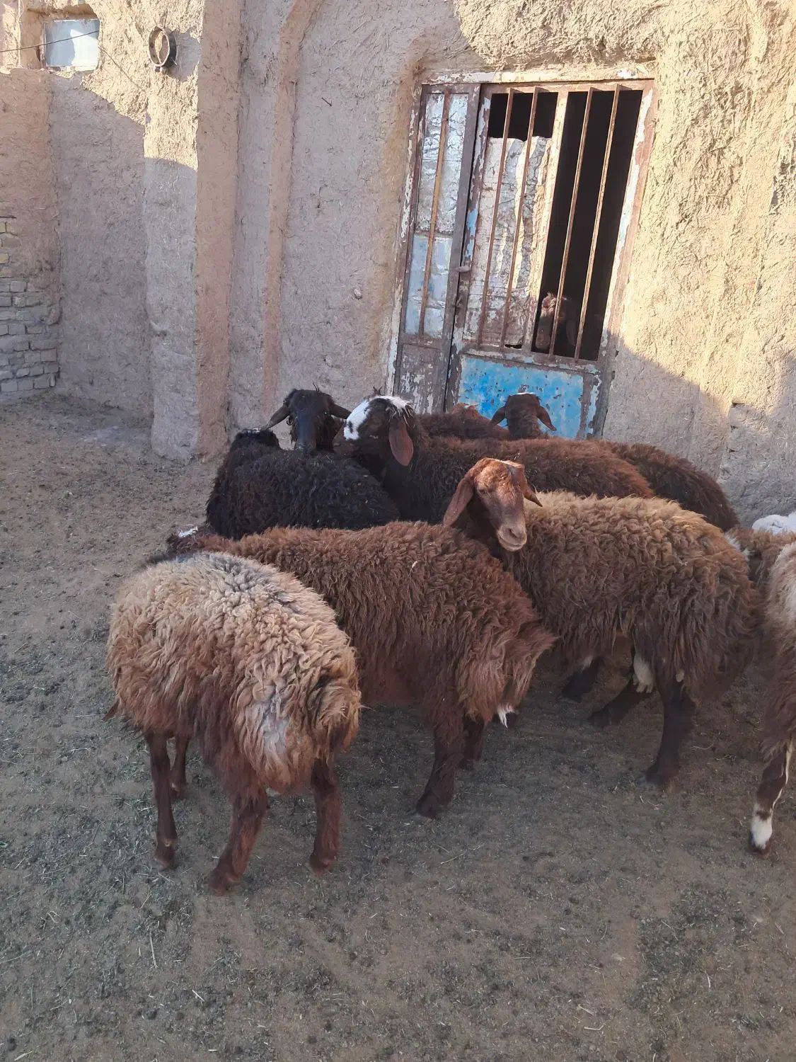 بره نر پای پروار|حیوانات مزرعه|سبزوار, قصبه غربی|دیوار