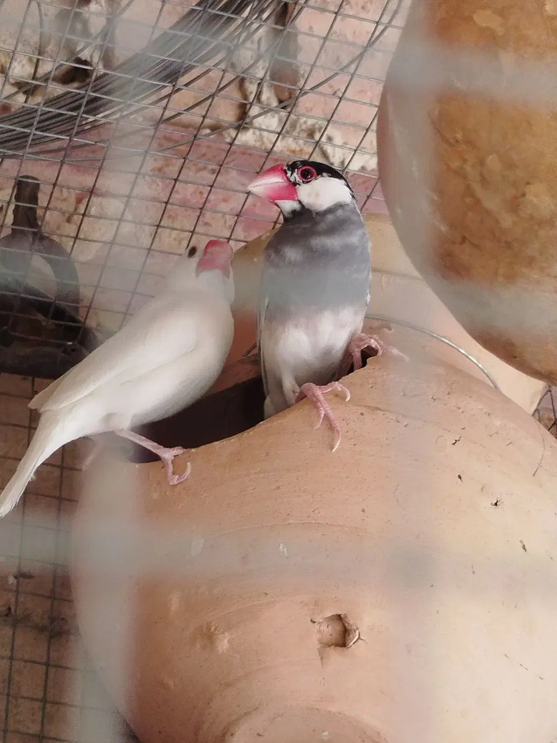 فروش فنچ نرگسی|پرنده|سراوان, |دیوار