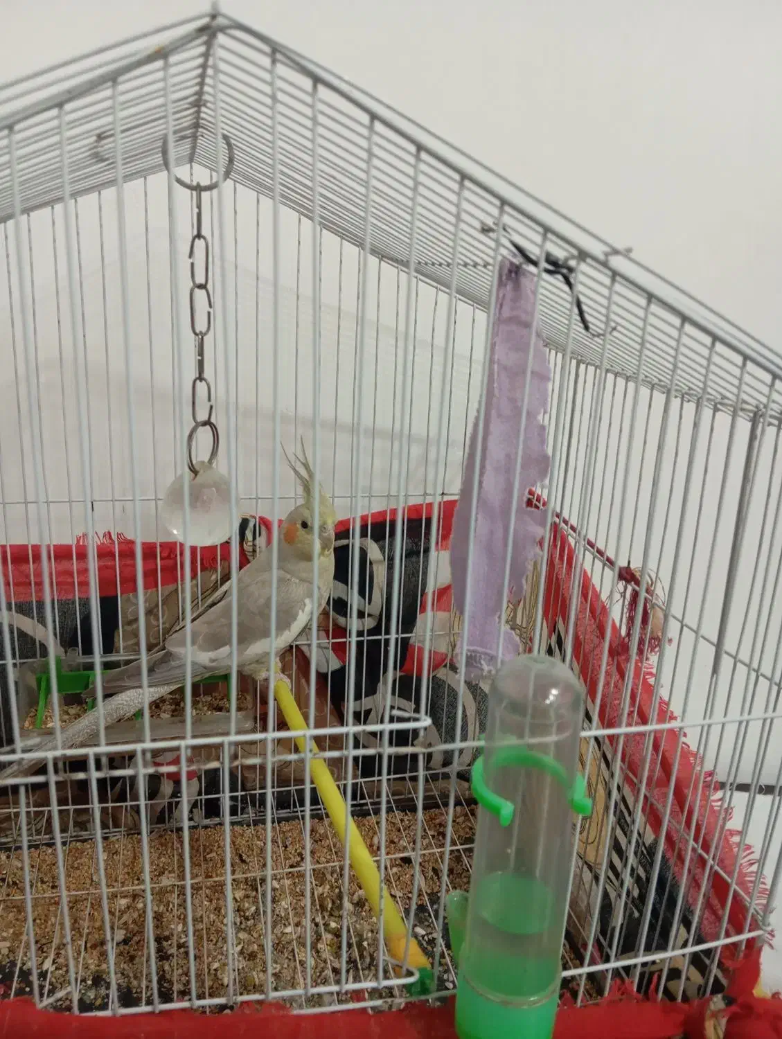 یک عدد عروس هلندی بفروش می رسد. اسم پیکو|پرنده|شفت, |دیوار