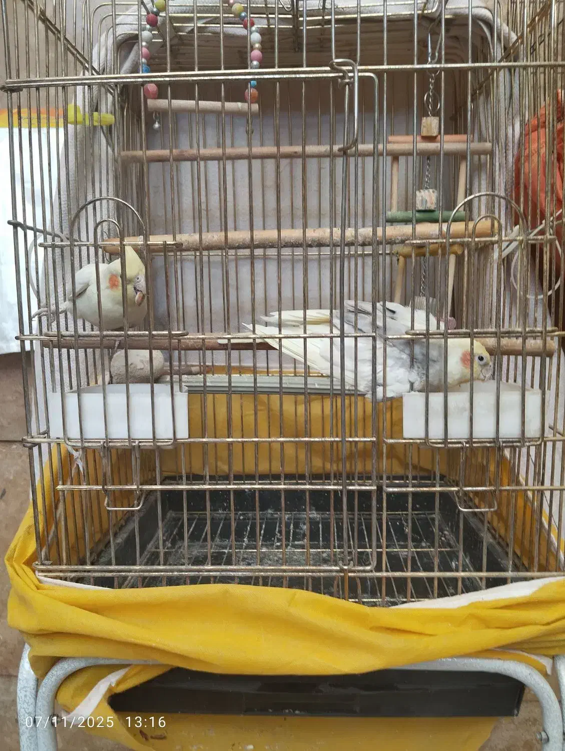 عروس هلندی جفت|پرنده|کرج, اسدآباد|دیوار