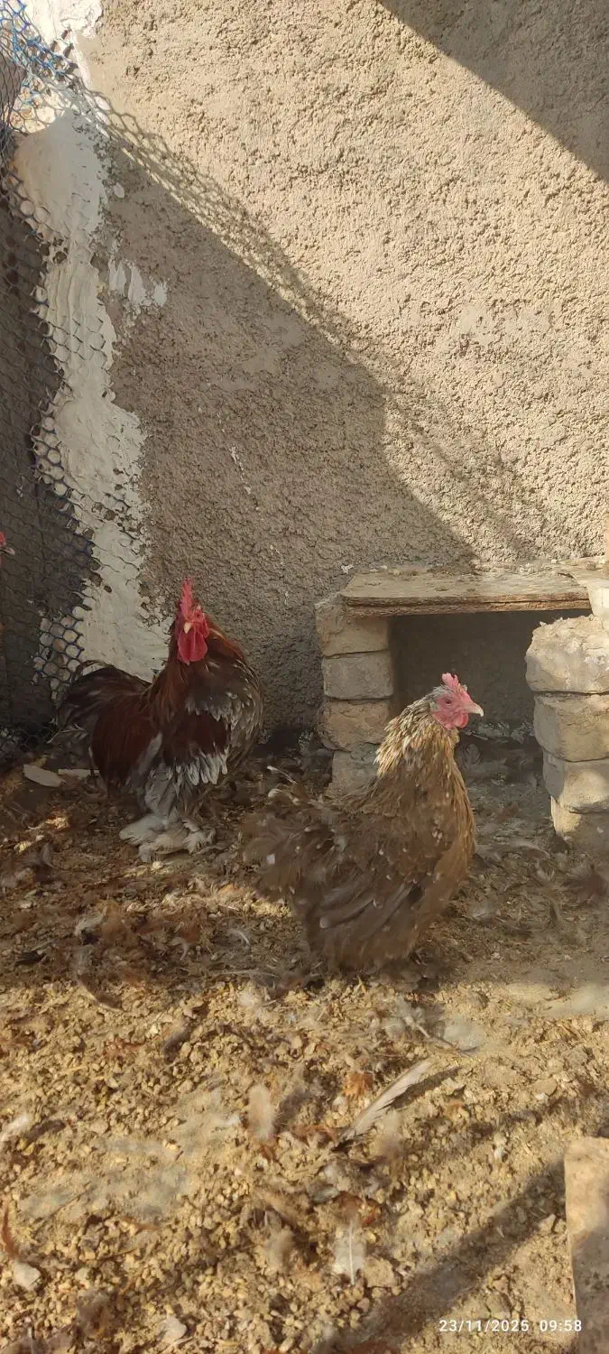 مرغ و خروس پاکوتاه نژاد کوشین|حیوانات مزرعه|پاکدشت, پاکدشت (مامازند)|دیوار