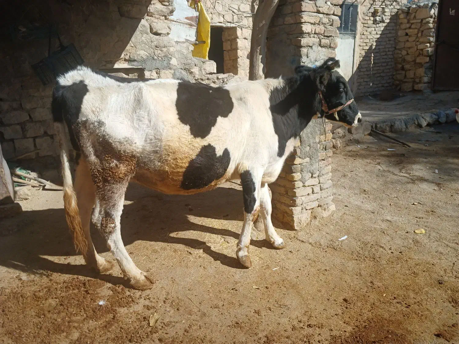 گاو|حیوانات مزرعه|فیروزآباد, |دیوار