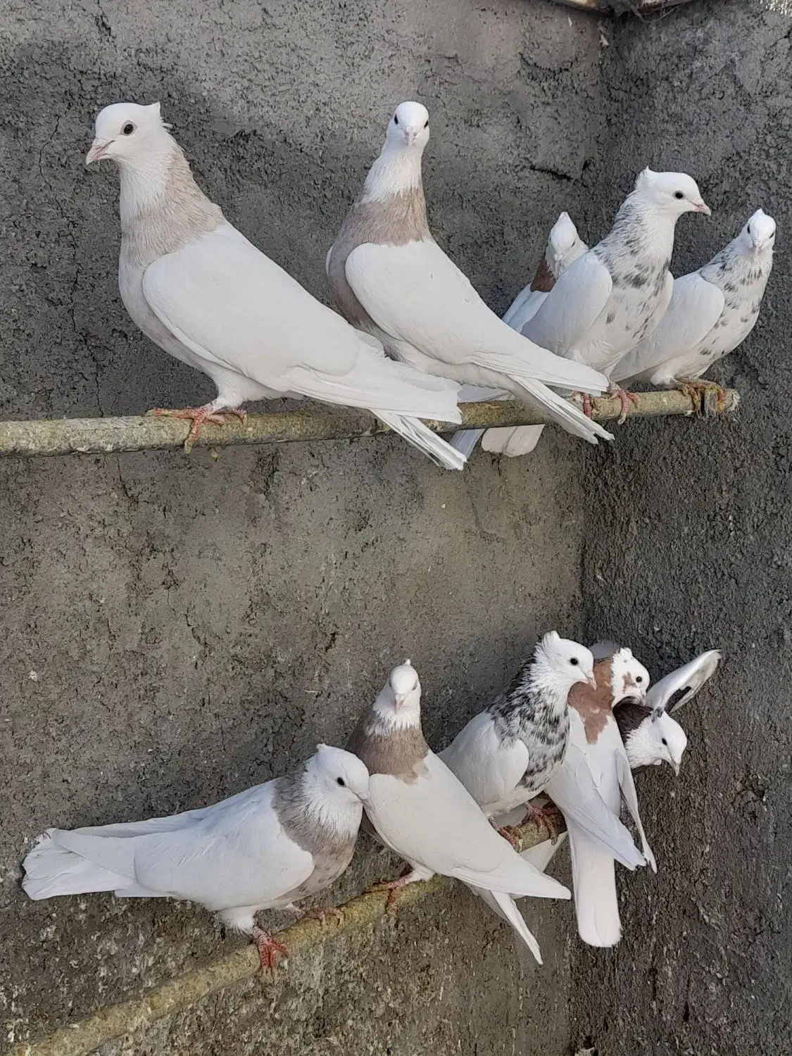 کبوتر طوقی|پرنده|قروه, |دیوار