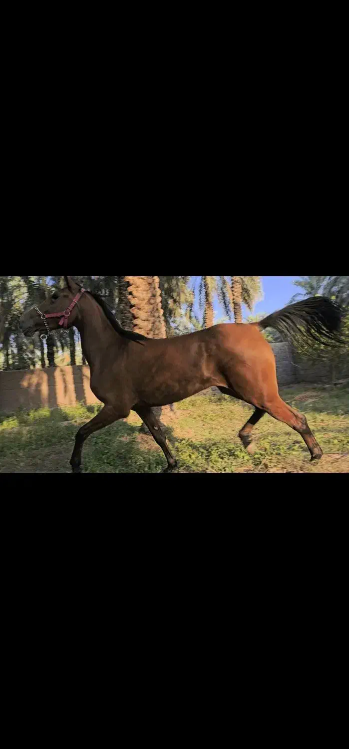 مادیان|اسب و تجهیزات اسب‌سواری|بم, |دیوار