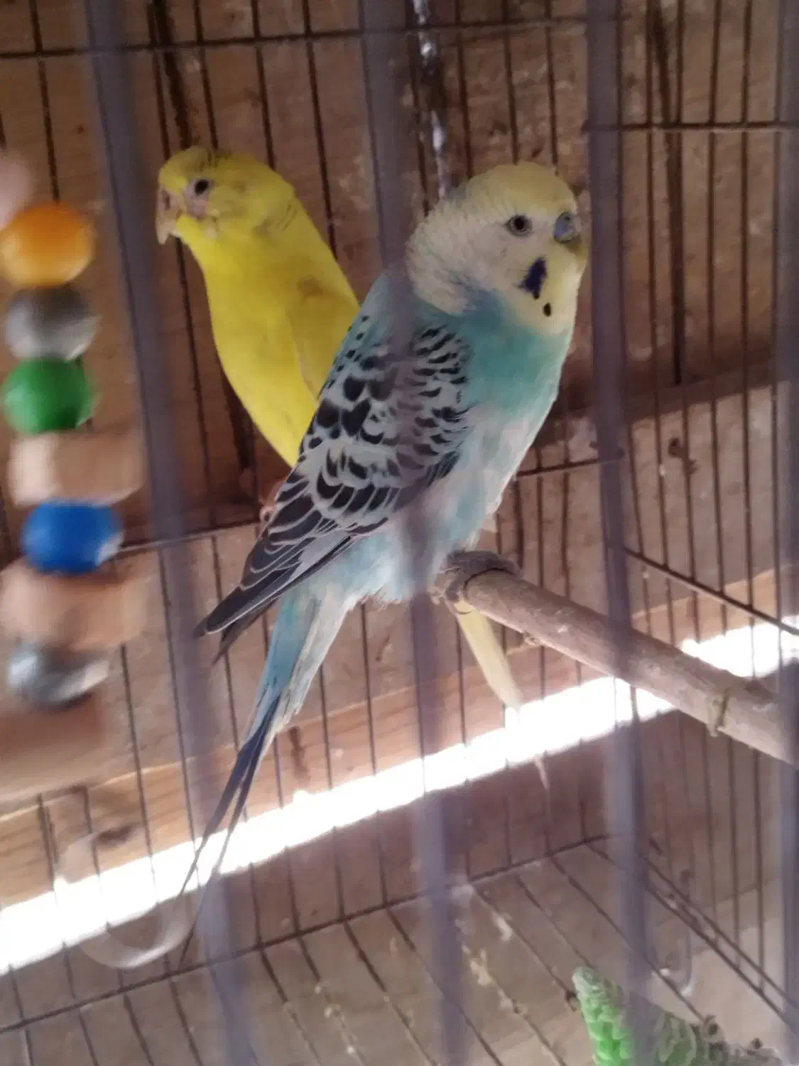 4عددمرغ عشق|پرنده|نقده, |دیوار