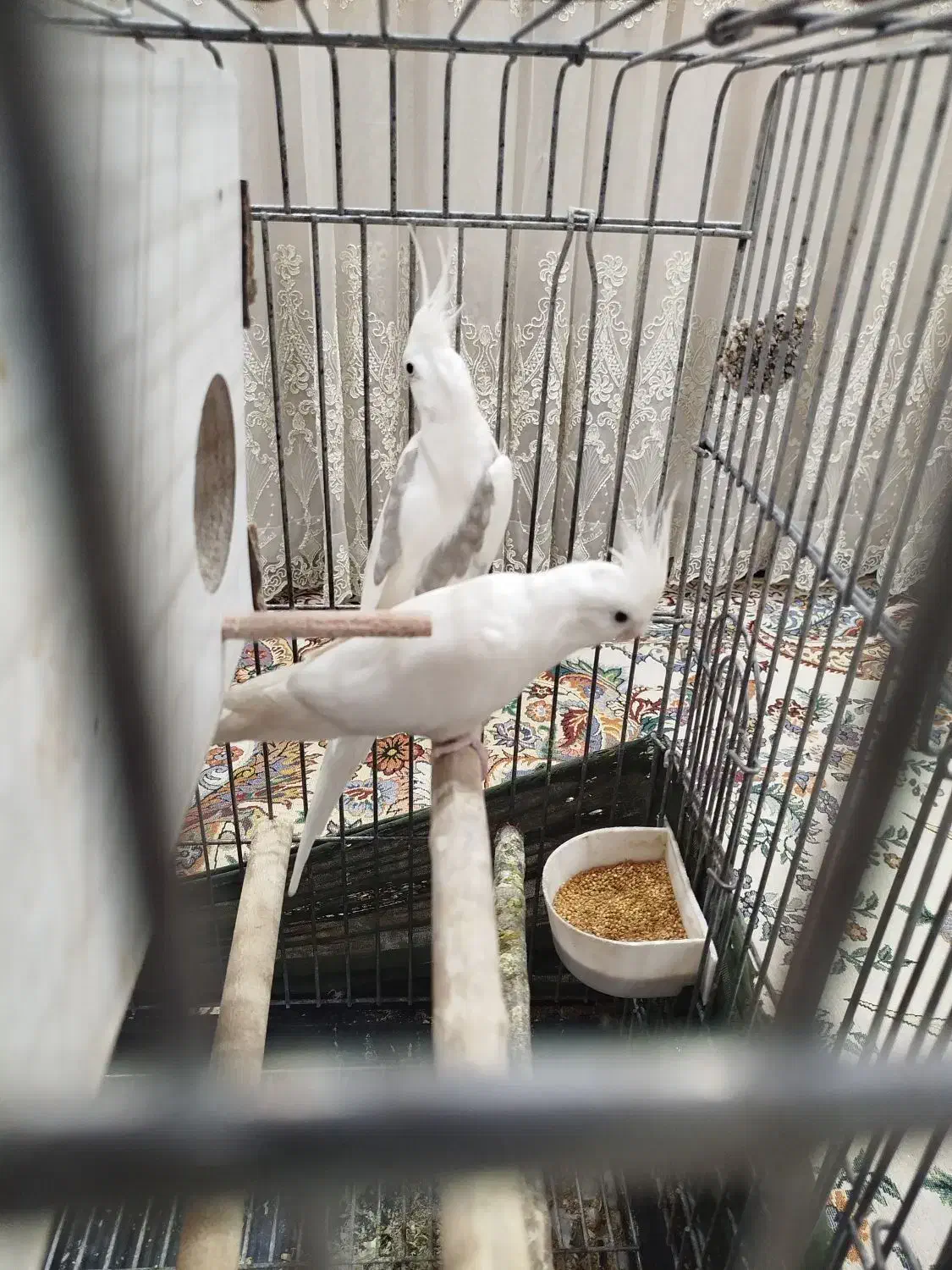 عروس هلندی|پرنده|گلستان (تهران), |دیوار