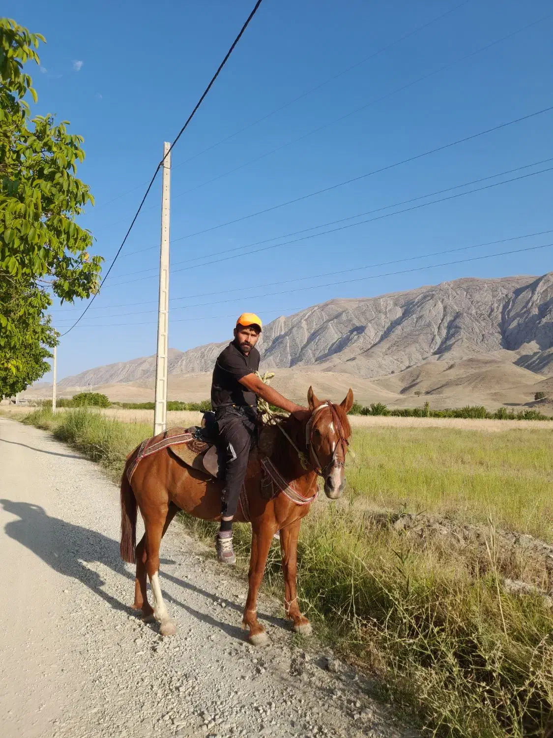 اسبیورقه|اسب و تجهیزات اسبسواری|شیروان (خراسان), |دیوار