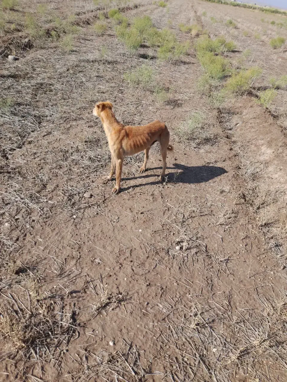 تازی|سگ|پلدشت, |دیوار