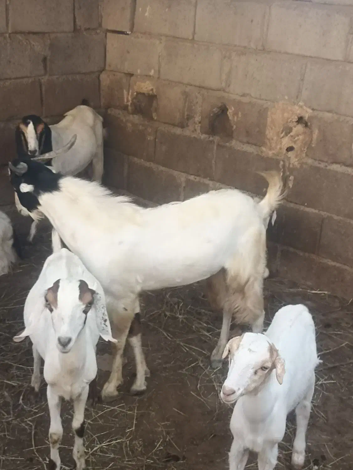 نری درخونه ای|حیوانات مزرعه|میناب, |دیوار