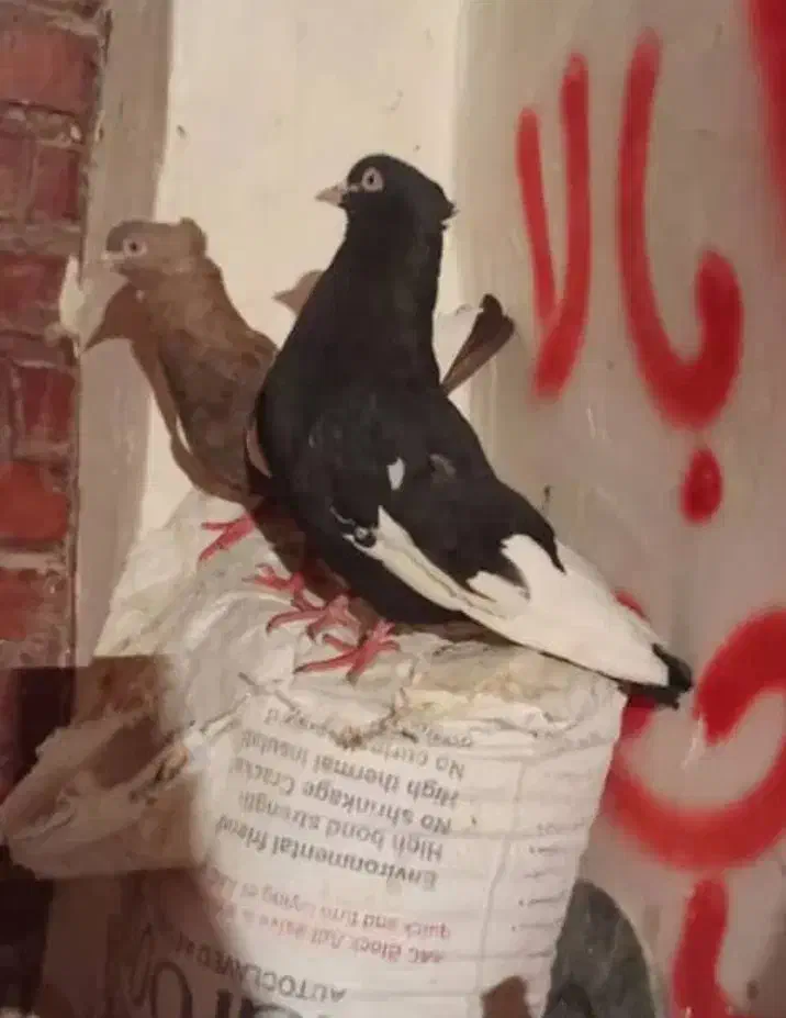 کبوتر گمشده سینه ای کبوتر|حیوانات|اهواز, سخیریه|دیوار