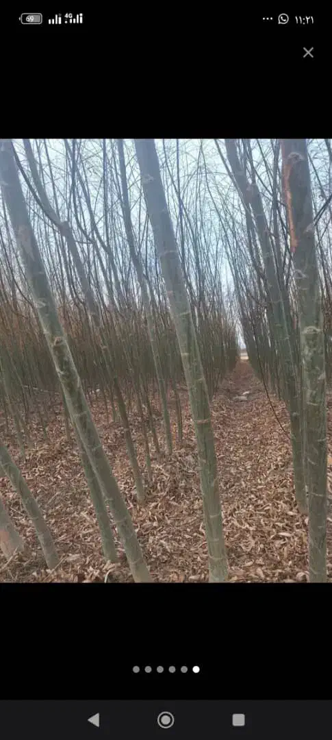 فروش نهال صنوبر تمرکز بر رشد سریع و سود آوری|خدمات باغبانی و درختکاری|رشت, نظری|دیوار