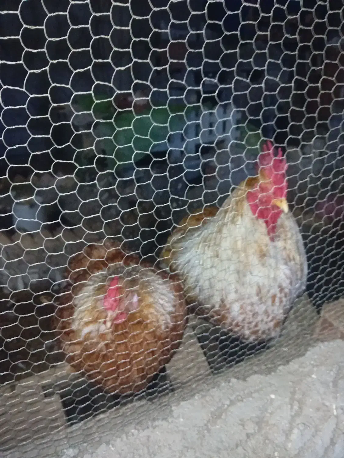 ویاندوت ۲ساله|حیوانات مزرعه|بابکان, |دیوار