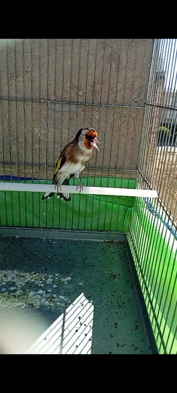 سهره نر جفتی|پرنده|تهران, مشیریه|دیوار