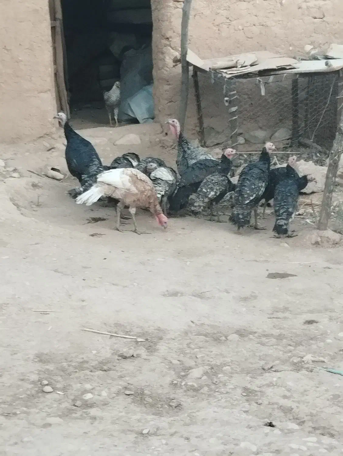 بوقلمون|حیوانات مزرعه|زاگرس, |دیوار