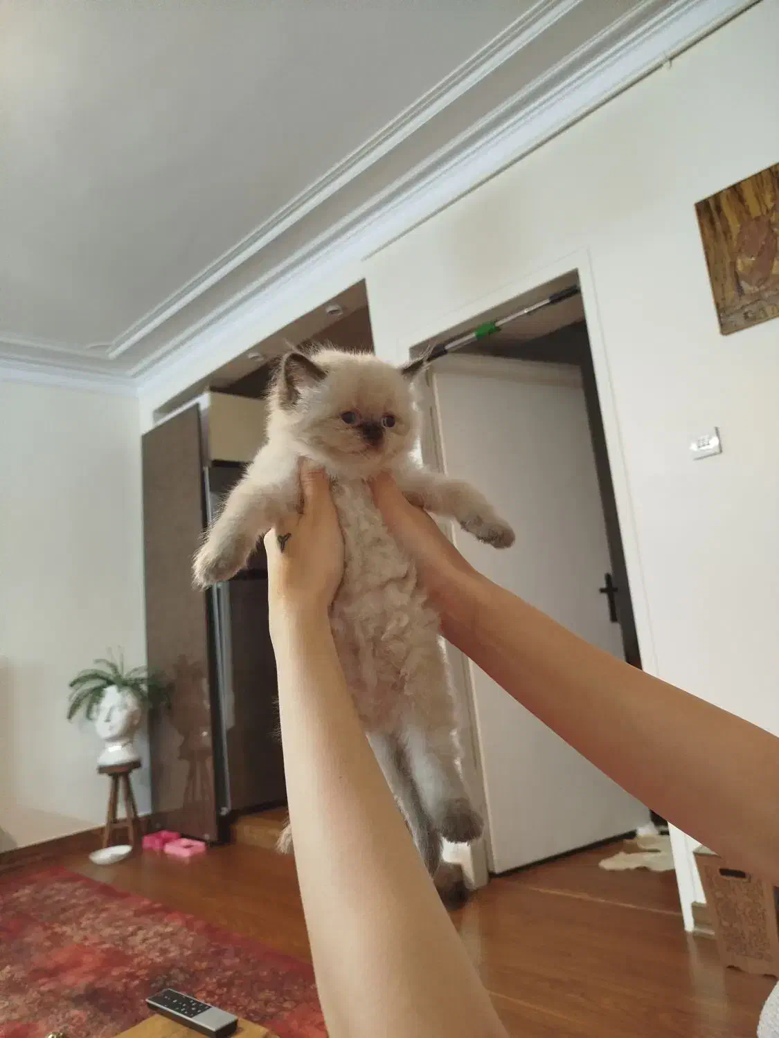 بچه گربه خاص|گربه|تهران, جوادیه تهرانپارس|دیوار