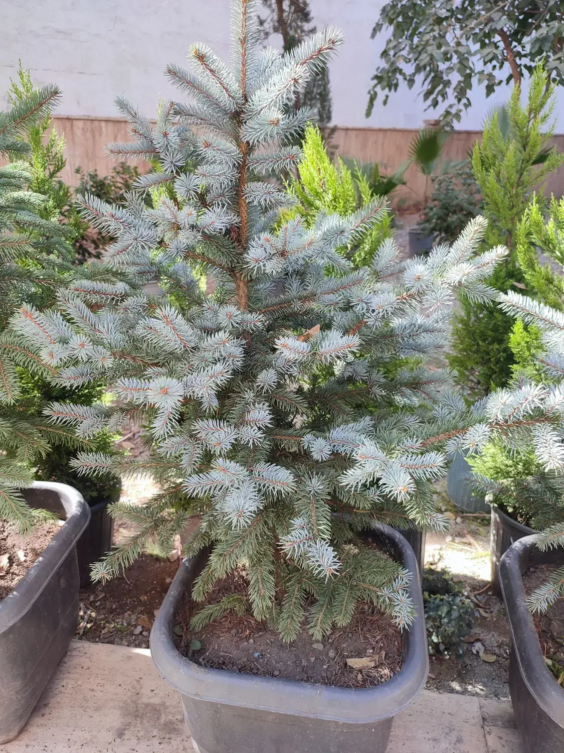 کاج نوئل آبی / ۵۰ درصد تخفیف|گل و گیاه طبیعی|تهران, صادقیه|دیوار